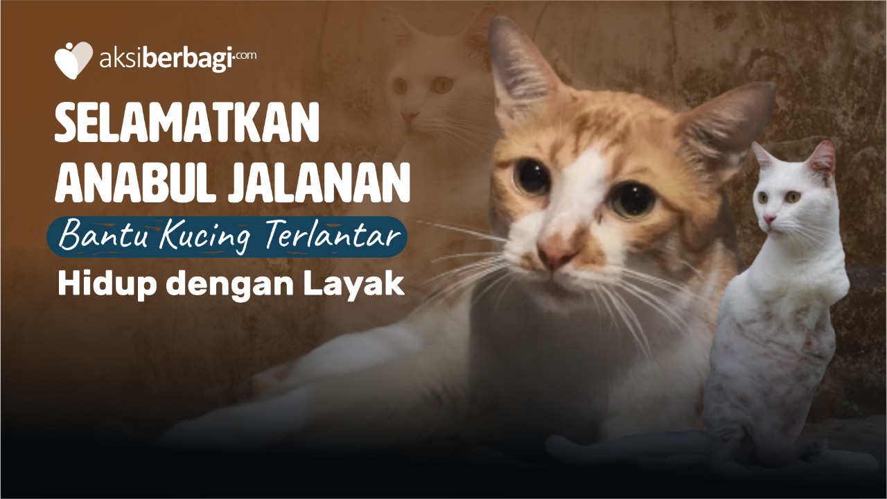Donasi Darurat! Bantu Selamatkan Kucing Terlantar